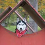 adult black and white Siberian husky