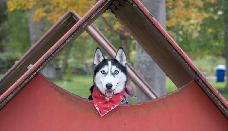 adult black and white Siberian husky