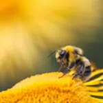 honeybee perching on yellow flower