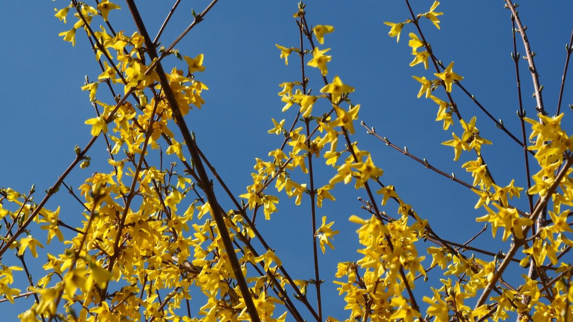 Forsycja –właściwościach i pielęgnacji