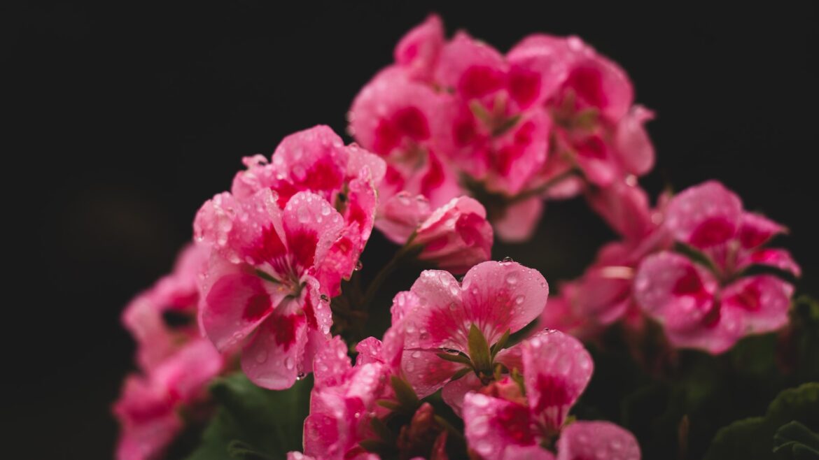 Pelargonie – na twoim balkonie, tarasie i w ogrodzie 