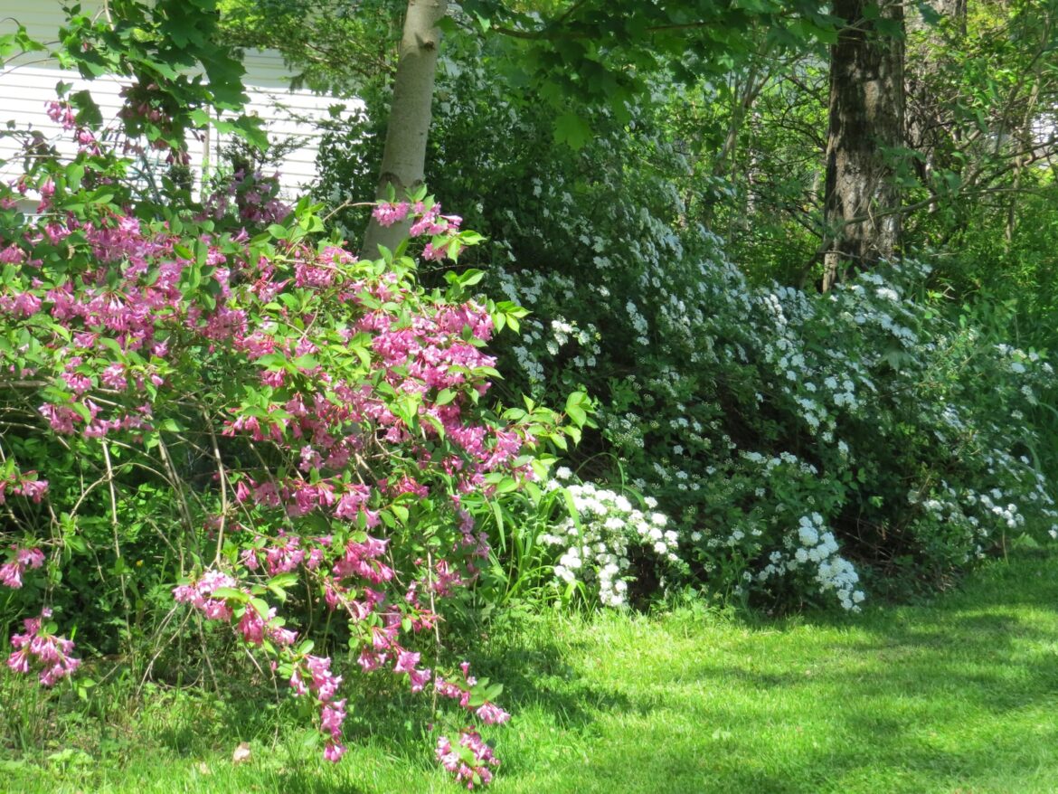Krzewuszka – sadzenie, uprawa, pielęgnacja
