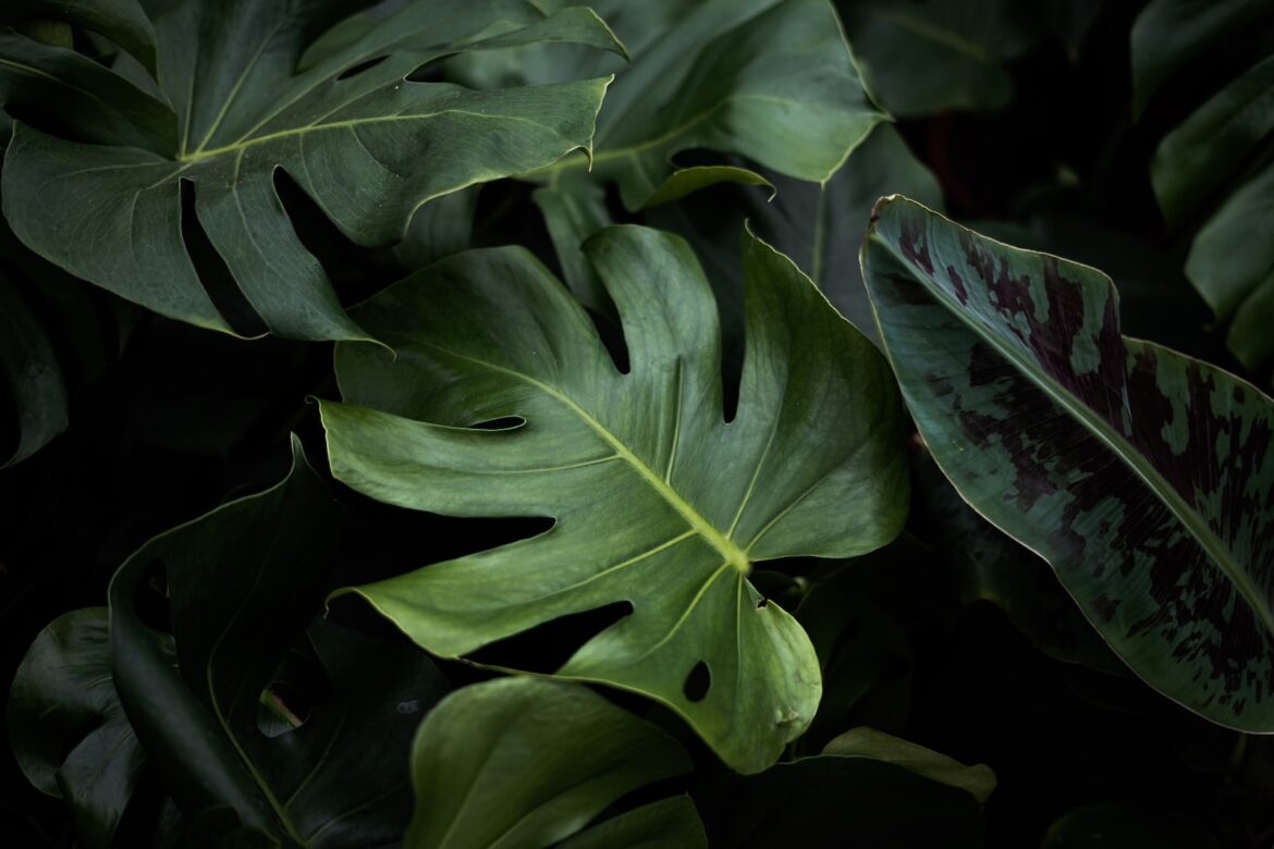 Monstera – uprawa i pielęgnacja