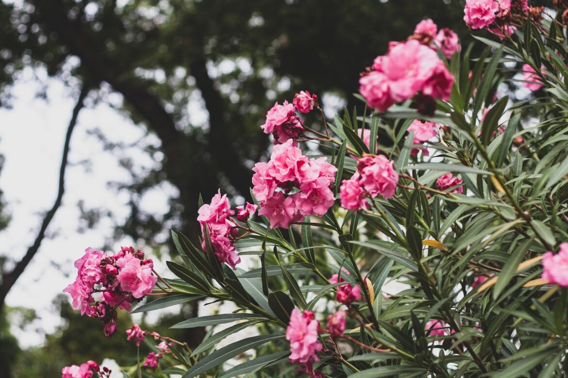 Oleander – uprawa i pielęgnacja