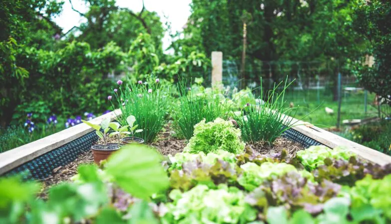 green plants on black metal train rail during daytime