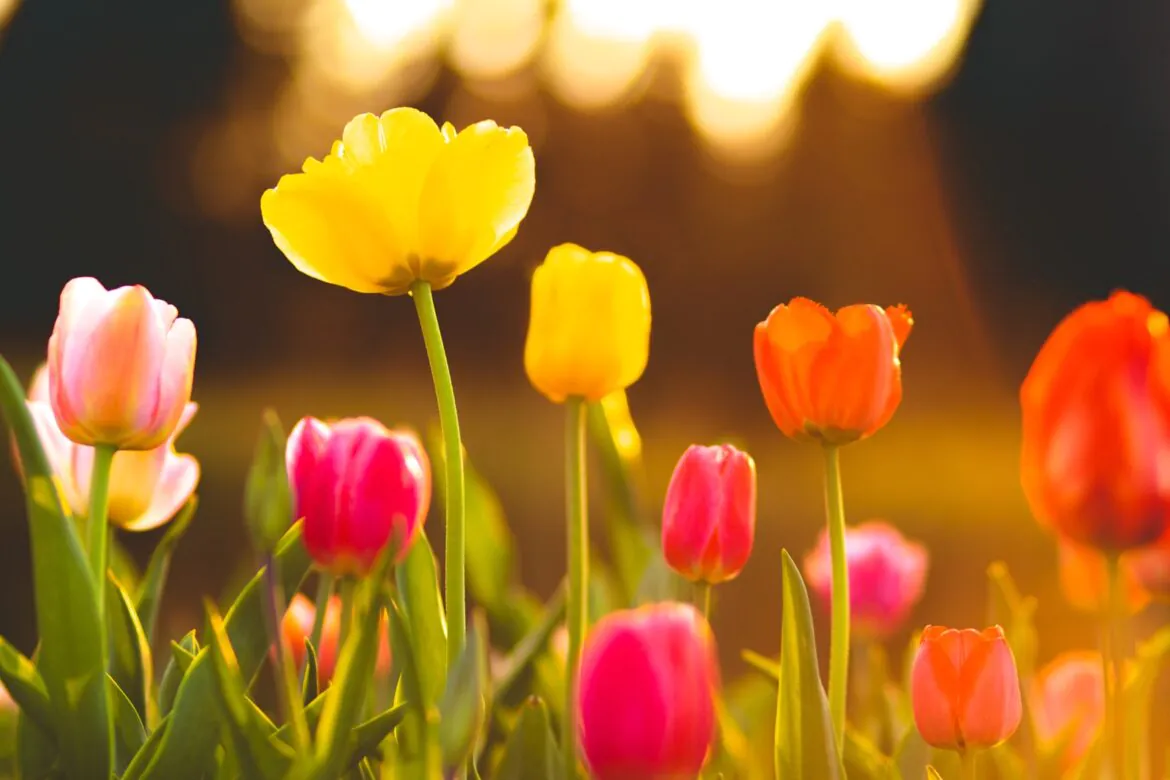 Tulipany w ogrodzie – co warto wiedzieć