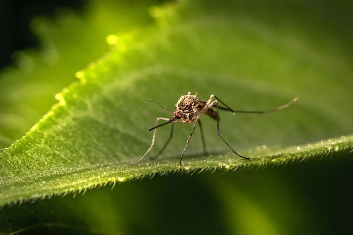 Jak odstraszyć komary z ogrodu?