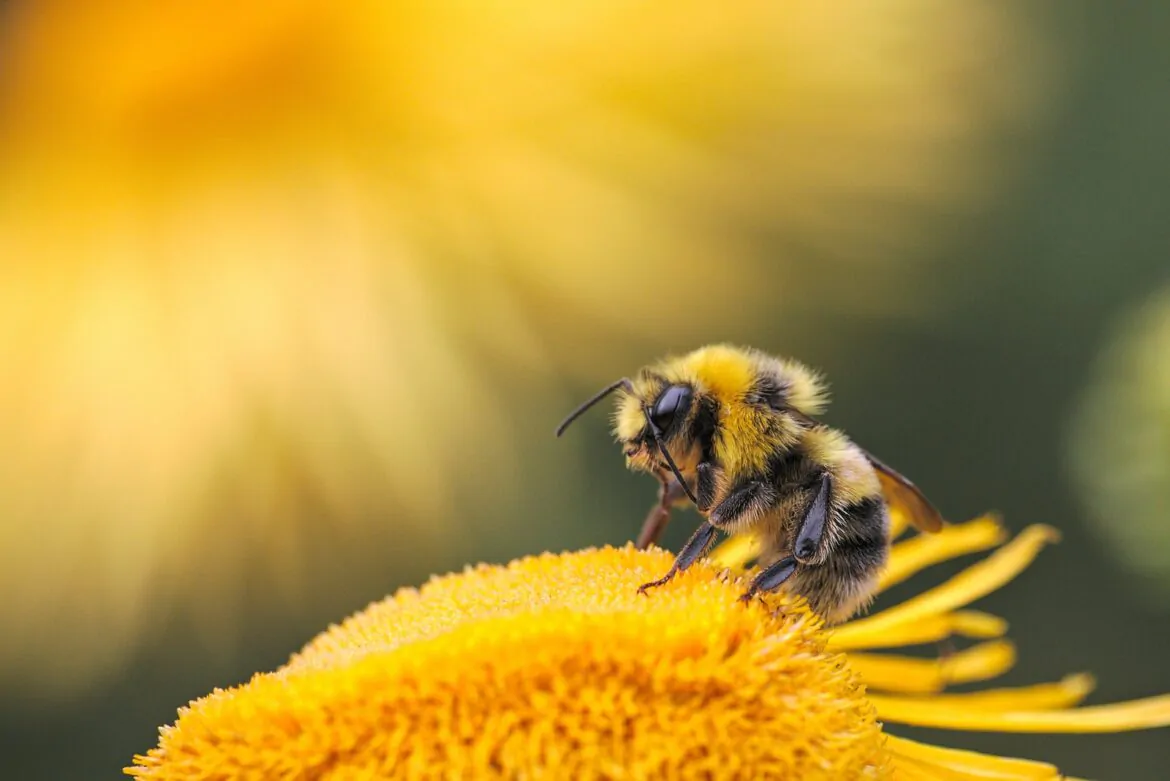 Pszczoły w ogrodzie – czy warto?