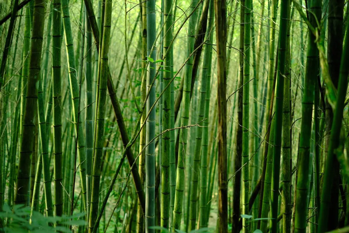 Bambus w ogrodzie