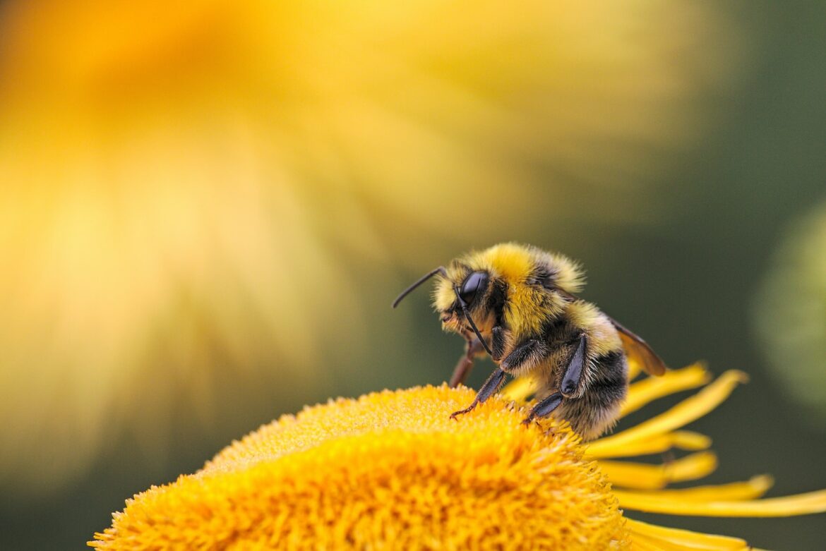 Dzikie pszczoły w ogrodzie