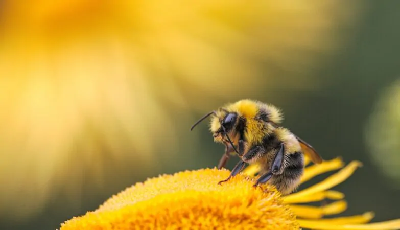 Dzikie pszczoły w ogrodzie