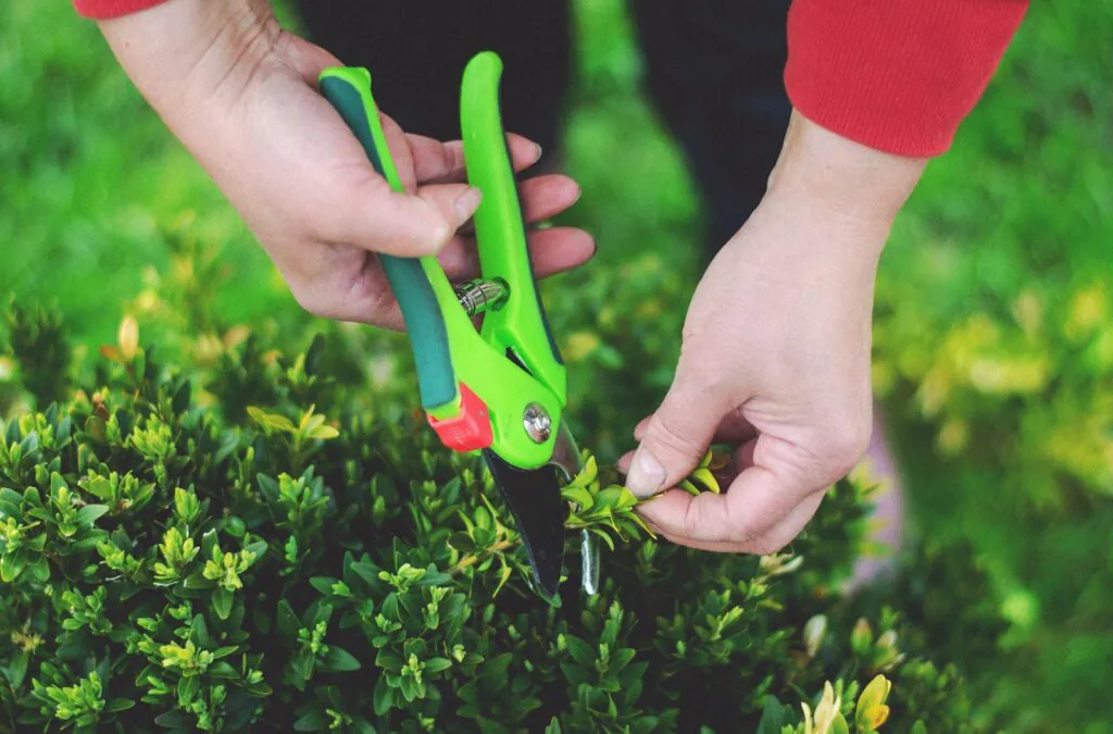 A Person Using Pruning Shears