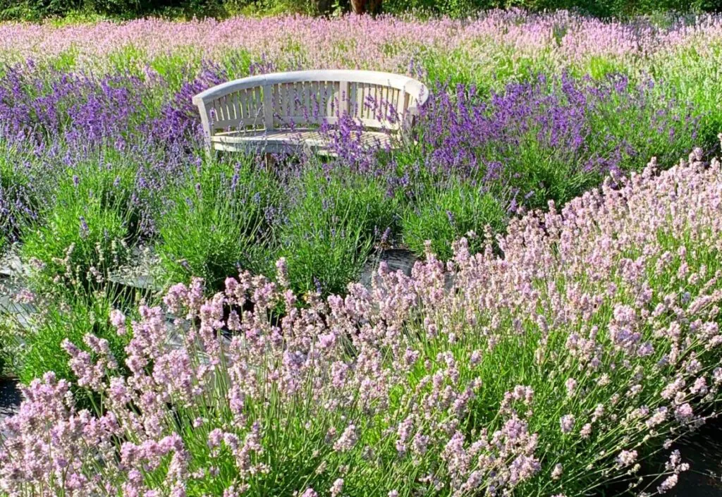 white metal bench on purple flower field during daytime