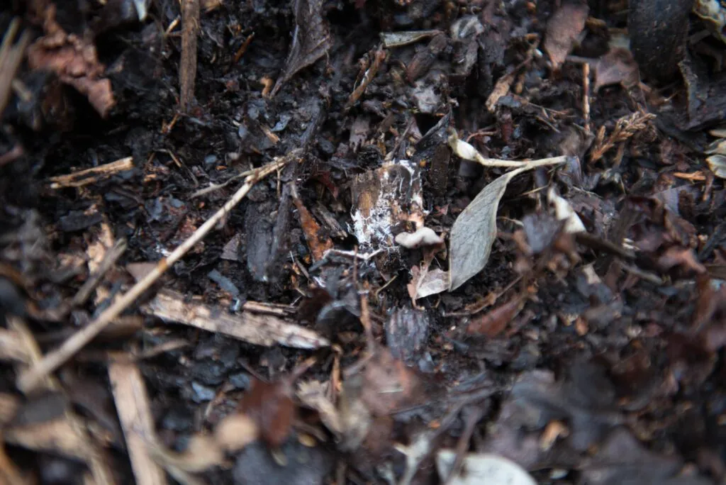 Kompost jako naturalne narzędzie do walki ze szkodnikami