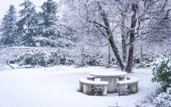 Ogród przykryty śniegiem w zimę